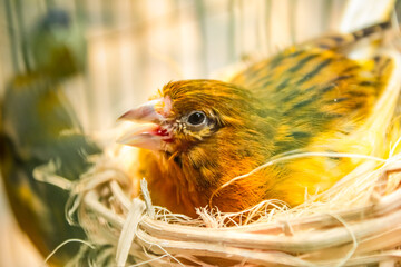a canary in the nest © Insan