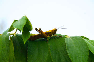 a green grasshopper is perched on a leaf against the sky background