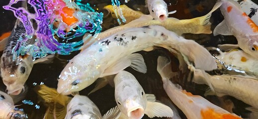 Close up of colorful Koi fish swimming and finding for food in the lake.