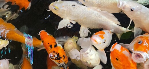 Close up of colorful Koi fish swimming and finding for food in the lake.