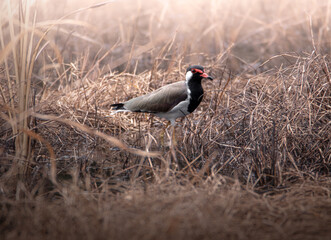 Red wattled lapwing