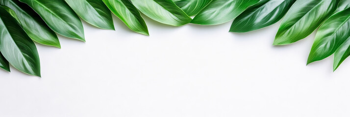 Obraz premium Green leaves arranged in a border on a white background.