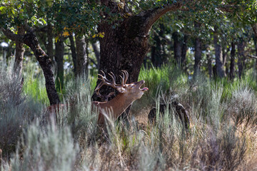 Cervus elaphus. Male common or European deer bellowing in the bush during the rut.