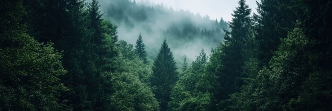 Outside nature exploration in a dark green forest landscape