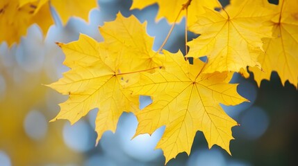 Obraz premium Closeup of yellow maple leaves