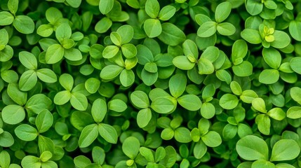 Desmodium triflorum (l) dc scientific name full frame green plant background small leaf plants weeds ground cover plants beautiful pattern
