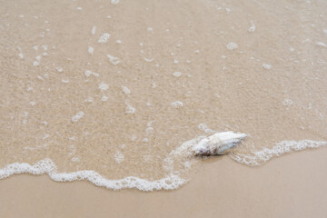 Nature's Cycle: Dead Fish on the Beach