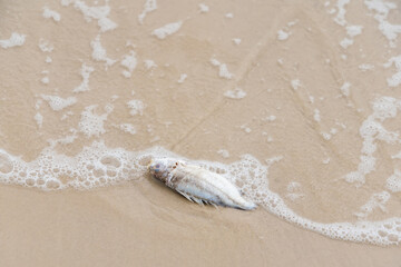 Nature's Cycle: Dead Fish on the Beach