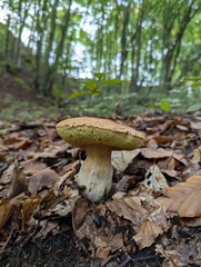 Boletus mushroom in the forest