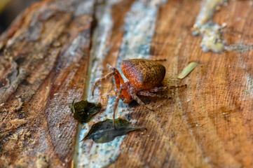 Macro photo of Cyrtophora unicolor spider in Thailand