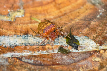 Macro photo of Cyrtophora unicolor spider in Thailand