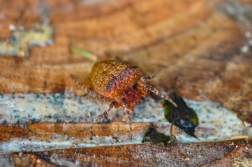 Macro photo of Cyrtophora unicolor spider in Thailand