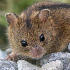 Kopf einer Waldbirkenmaus frontal