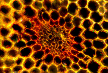 Abstract micrograph of a stem cross section from a moss.