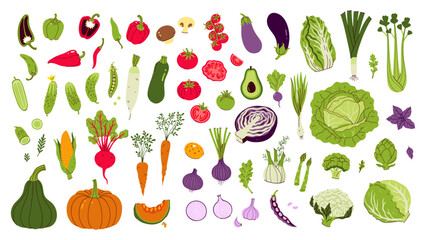 Large set of different vegetables isolate on white background. Vector graphics.