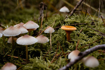 Pilzsaison. Pilze. Unterschiedliche Sorten. 
Herbst