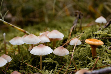 Pilze im Wald. Pilze auf Moosigem Untergrund. Schwammerl