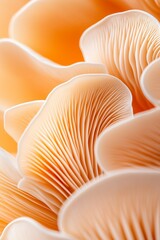 Background with a plate mushroom and copy space. A set of mushrooms. A natural abstract backdrop. Oyster mushrooms