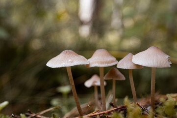 Pilze im Wald. Pilzsaison
