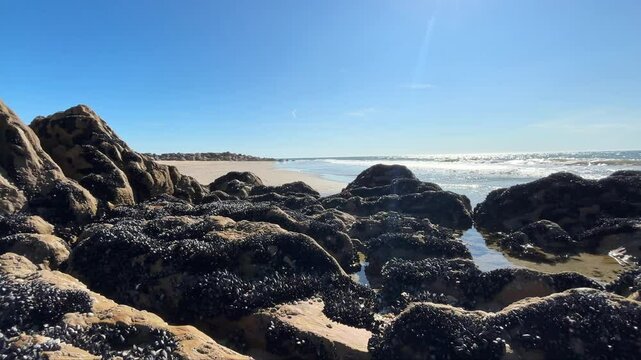 Limpet Shells on Rocks in Sandy Beach in Portugal near Camino Coastal Route