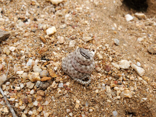 Northern Desert Nightsnake in Hand
Hypsiglena chlorophaea deserticola