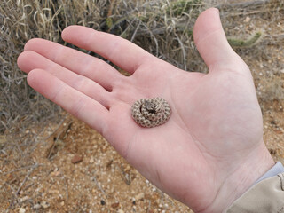 Northern Desert Nightsnake in Hand
Hypsiglena chlorophaea deserticola
