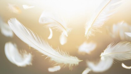 Obraz premium 羽毛 柔らかい ふわふわ 浮遊 軽やか 光 温かさ クローズアップ 透明感 繊細 優雅 自然 美しい 夢幻 柔和 風 エレガント ナチュラル 空気感 柔らかい光
