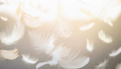 Obraz premium 羽毛 柔らかい ふわふわ 浮遊 軽やか 光 温かさ クローズアップ 透明感 繊細 優雅 自然 美しい 夢幻 柔和 風 エレガント ナチュラル 空気感 柔らかい光