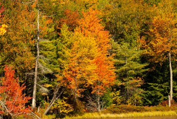 Brilliant fall foliage at Morey Pond in New Hampshire.