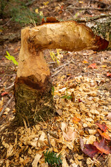 Obraz premium Small tree felled by beavers with woodchips in New Hampshire.