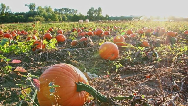 Organic pumpkin field in sunset in low angle view with many squash and halloween pumpkins for Thanksgiving or October autumn decoration in warm sunset glow with copy space and big pumpkins harvesting