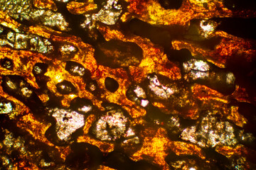 Abstract micrograph of fossil bone, with polarization at 100x.