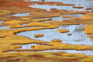 火打山・高谷池の草紅葉