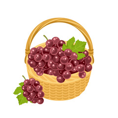 Red grape in basket isolated on white. Vector cartoon flat illustration of fresh ripe berries.