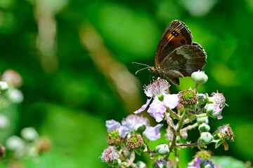Graubindiger Mohrenfalter // Scotch argus (Erebia aethiops) - Blidinje Nationalpark, Bosnien-Herzegowina © bennytrapp