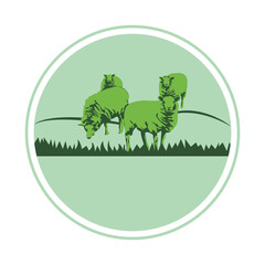Sheep illustration PNG