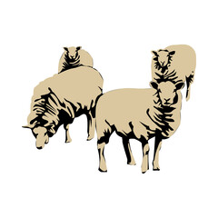 Sheep illustration PNG