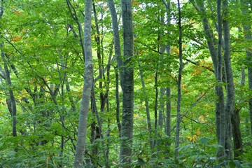 火打山の美しいブナ林