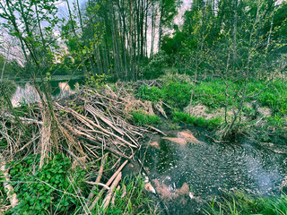 Fototapeta premium Close-up of a beaver dam in a grassy area