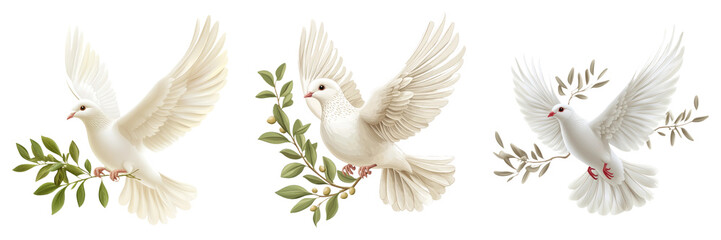 White dove with olive branch isolated on transparent background graphic PNG for peace symbols or religious designs