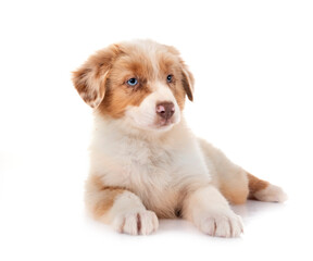 puppy australian shepherd in studio