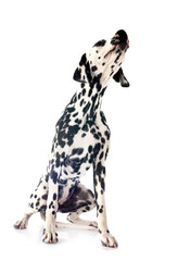 puppy dalmatian in studio