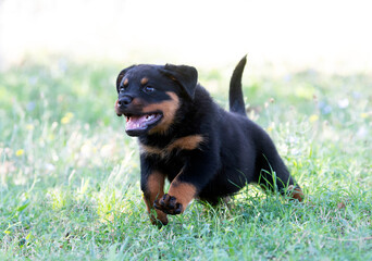 young rottweiler in nature