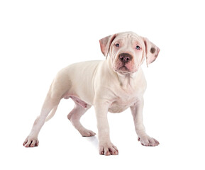 Fototapeta premium puppy bully XXL in studio