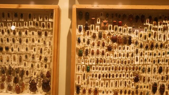 Insect Collection at Melbourne Museum