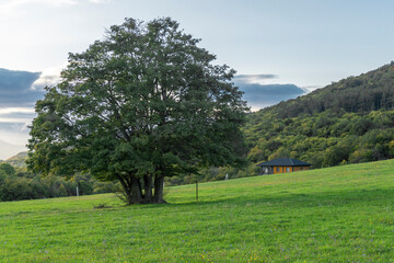 Tall beautiful tree in the middle of a meadow with green grass. Country house, mountains, sky with clouds in the background