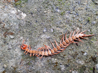 Dead centipede or chilopoda on concrete floor upside down. creepy and poisonous animal