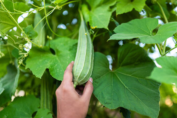 Hand inspecting a ripe sponge gourd growing on a green leafy vine.