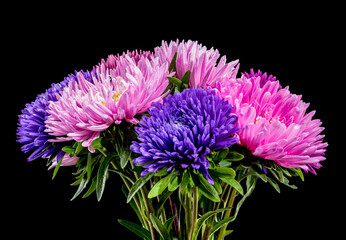 Bouquet of asters Lady Coral on a black background