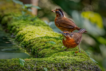 Pellorneum capistratum - Javan Black-capped Babbler